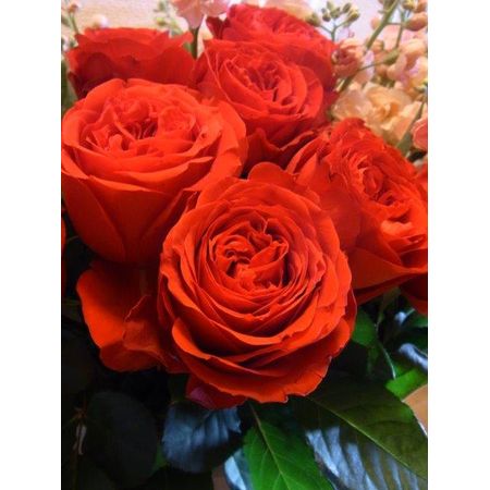 生花】バラ レッドエレガンス(赤・カップ咲き)前橋バラ組合【OT】 - 花